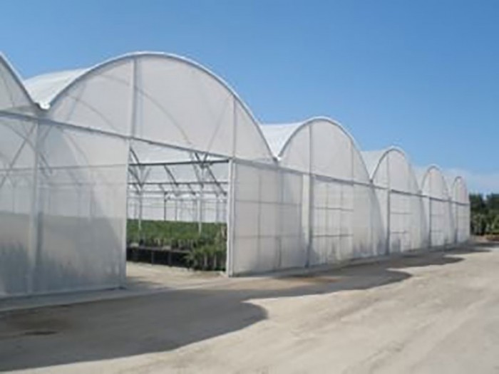 連體薄膜溫室