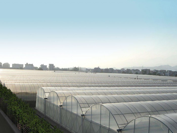 連棟薄膜溫室